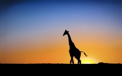 Desktop image. Animals. ID:34866
