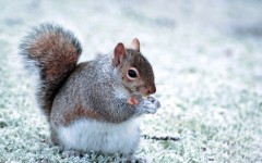 Desktop image. Animals. ID:52188