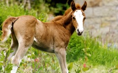 Desktop image. Animals. ID:34873