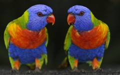 Desktop image. Animals. ID:34874