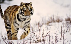 Desktop image. Animals. ID:34875