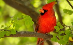 Desktop image. Animals. ID:34876