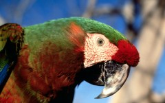 Desktop image. Animals. ID:34877