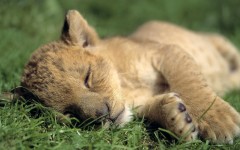 Desktop image. Animals. ID:34878