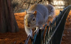 Desktop image. Animals. ID:34882
