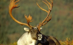 Desktop image. Animals. ID:34883