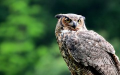 Desktop image. Animals. ID:34884