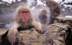 Desktop image. Animals. ID:34885