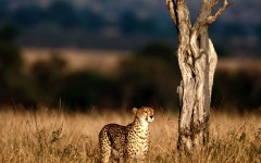 Desktop image. Animals. ID:34886
