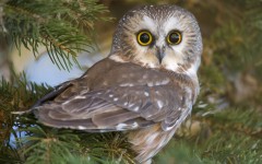 Desktop image. Animals. ID:34887