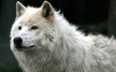 Desktop image. Animals. ID:34889