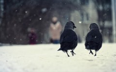 Desktop image. Animals. ID:64989