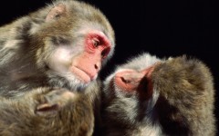 Desktop image. Animals. ID:34891