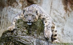 Desktop image. Animals. ID:64990