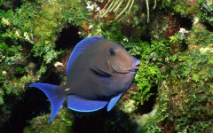 Desktop image. Animals. ID:34893