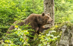 Desktop image. Animals. ID:64991