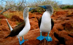Desktop image. Animals. ID:34895