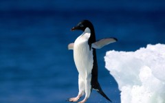 Desktop image. Animals. ID:34896