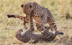 Desktop image. Animals. ID:64992
