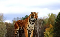 Desktop image. Animals. ID:34898