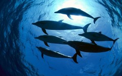 Desktop image. Animals. ID:34900