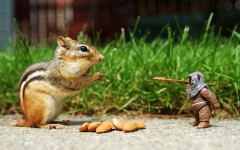 Desktop image. Animals. ID:34905