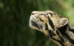 Desktop image. Animals. ID:34906