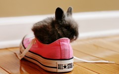 Desktop image. Animals. ID:34907