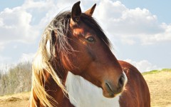 Desktop image. Animals. ID:34908