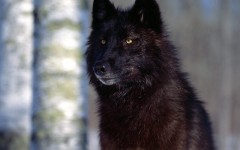 Desktop image. Animals. ID:34910
