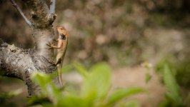 Desktop image. Animals. ID:100014