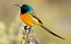 Desktop image. Animals. ID:34912