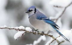 Desktop image. Animals. ID:34913
