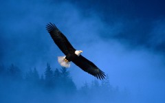 Desktop image. Animals. ID:34915