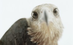 Desktop image. Animals. ID:34916