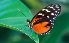 Desktop image. Animals. ID:34917