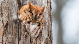 Desktop image. Animals. ID:100019
