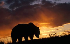 Desktop image. Animals. ID:34919