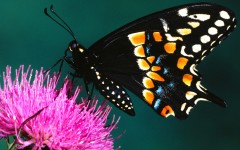 Desktop image. Animals. ID:34920