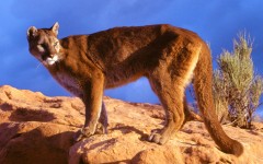 Desktop image. Animals. ID:34921