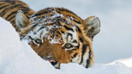 Desktop image. Animals. ID:99907