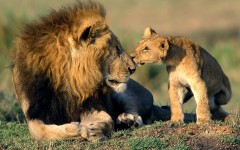 Desktop image. Animals. ID:34925