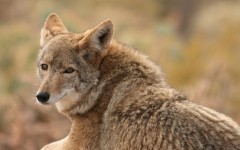 Desktop image. Animals. ID:52189