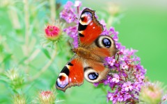Desktop image. Animals. ID:34928