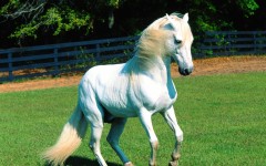 Desktop image. Animals. ID:34929