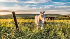 Desktop image. Animals. ID:99854