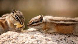 Desktop image. Animals. ID:99766