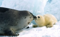 Desktop image. Animals. ID:34932