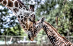 Desktop image. Animals. ID:34934
