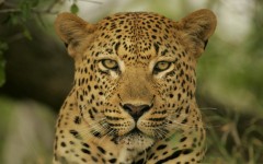 Desktop image. Animals. ID:34935